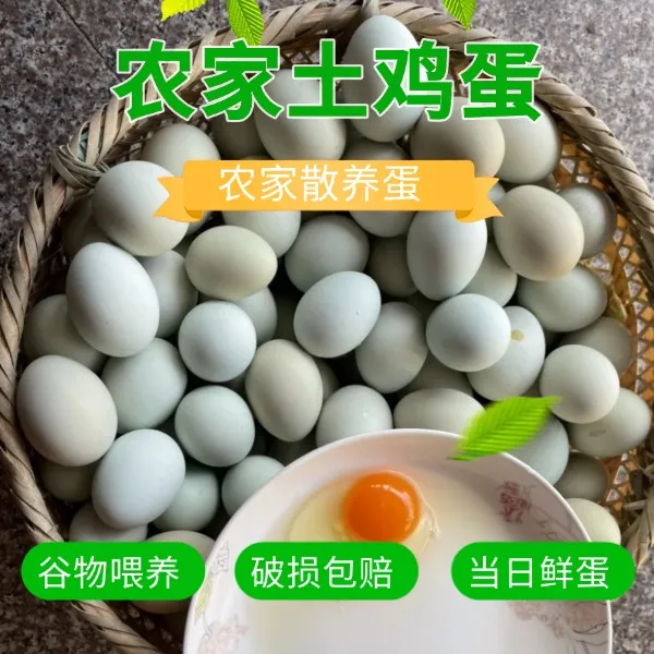 【包邮】散养绿壳乌鸡蛋正宗新鲜土鸡蛋鸡蛋原产地土鸡蛋鸡蛋50枚