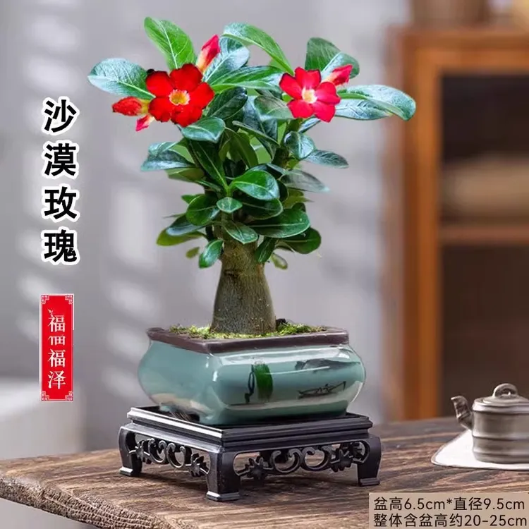 8重瓣多肉植物沙漠玫瑰盆栽花卉办公室客厅室内好养老桩四季小绿