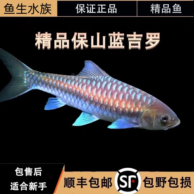 异口蓝吉罗新光唇吉罗鱼活体淡水鱼观赏鱼保山吉罗红吉罗包邮包活