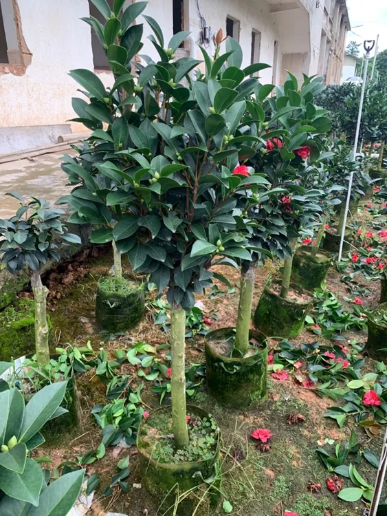 老桩棒棒糖树型夏日四季大红茶花荔枝七星露天树苗带花苞原盆原土