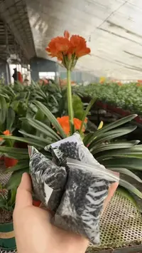 福利3代土壤开花不夹剑