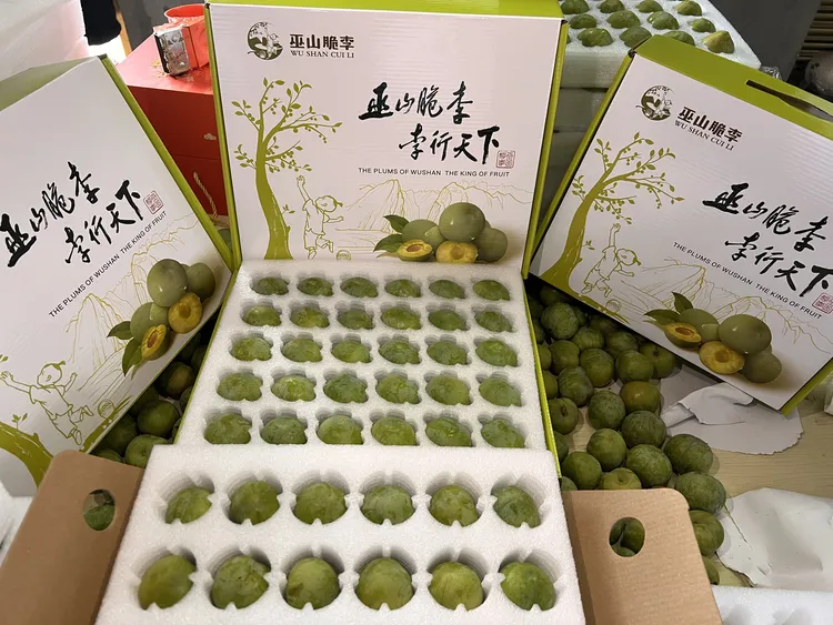 正宗重庆巫山脆李长江江边核心产区新鲜采摘顺丰京东航空运输包邮