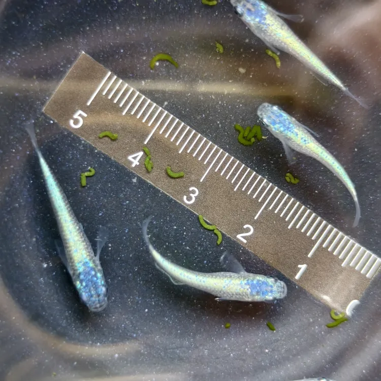 观背青鳉~无背鳍海王星~冷水淡水小型观赏鱼无需加温打氧好养活