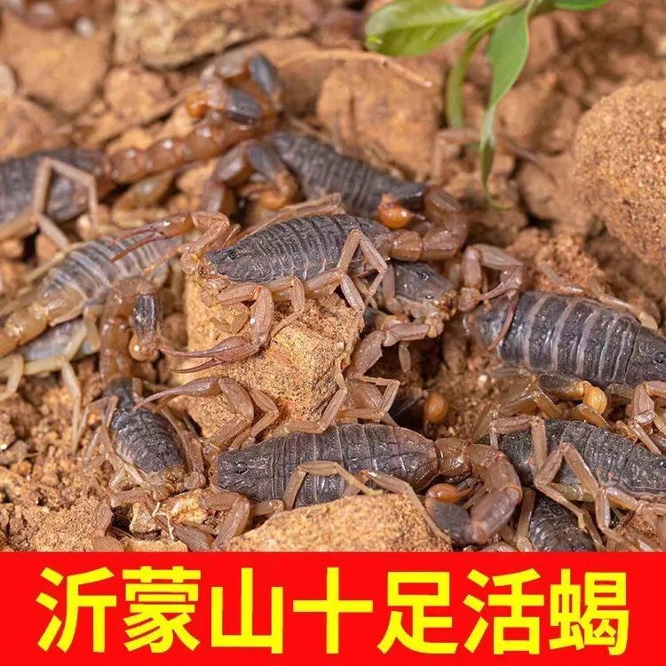 沂水泡酒煲汤油炸烧烤蝎子蝎子油炸野生动物蝎子直播卖货知了猴