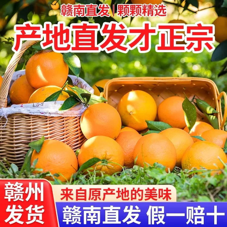 [正宗赣南早橙]新鲜橙子大果当季水果孕妇甜橙赣州产地直发批发