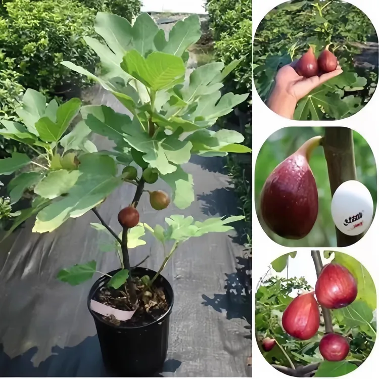 威海青皮无花果盆栽地栽南北方种植