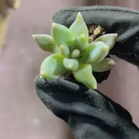 精品43炫彩星一米一颗