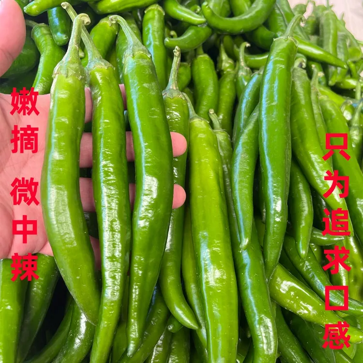 应季微中辣青椒现摘现发农家自种薄皮青椒河南品种新鲜采摘香软辣