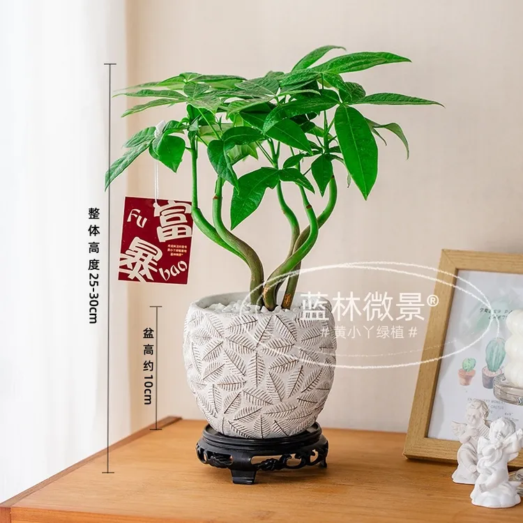 【原生苗】发财树（25~30cm）水泥印花盆栽绿植办公室桌面植物招财树
