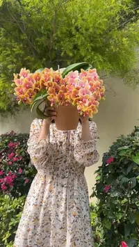 【金凤凰2花剑】蝴蝶兰开花花量多开花巨好看