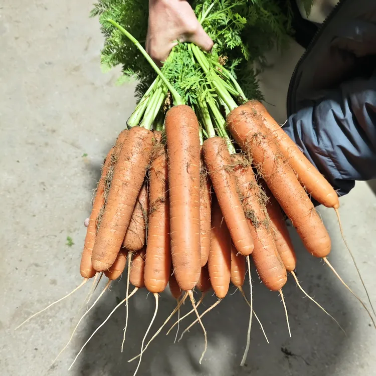 现挖沙地胡萝卜脆甜可口营养丰富时令应季蔬菜