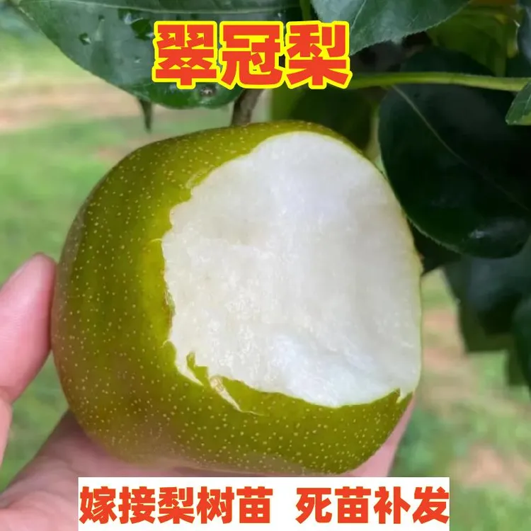 嫁接翠冠梨树苗南北方种植82蜜梨苗脆甜梨树盆栽地栽果树当年结果