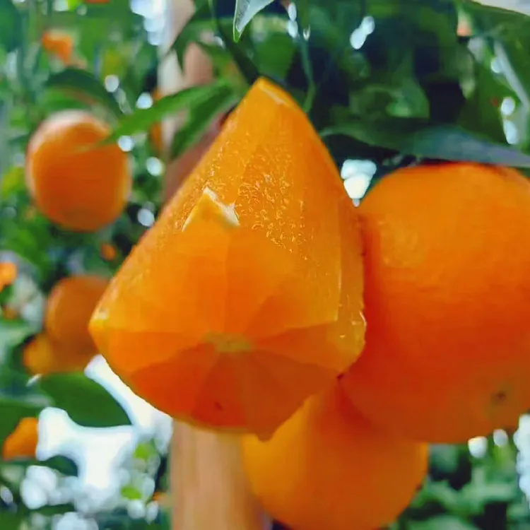 现摘现发正宗四川爱媛果冻橙橙子新鲜应季水果手剥橙维C满满
