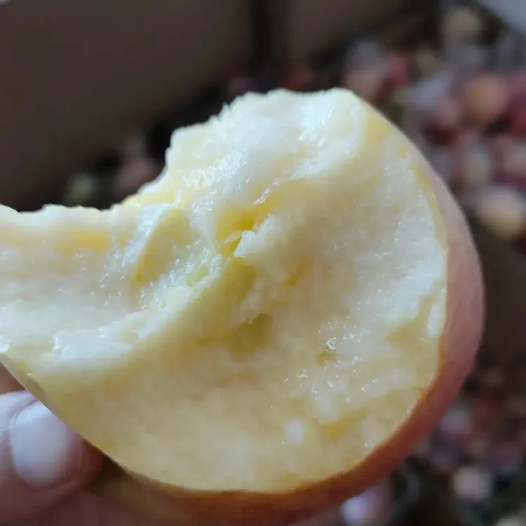 砀山冰糖心红富士丑苹果新鲜水果当季应季脆甜多汁产地直发