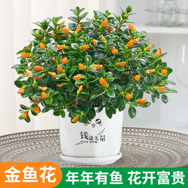 金鱼花吊兰盆栽开花不断植物室内窗台绿植苞四季常青好养花卉