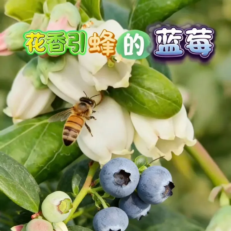 云南澄江L25花香蓝莓脆甜抚仙湖澄江蓝莓基地现摘现发【顺丰空运】