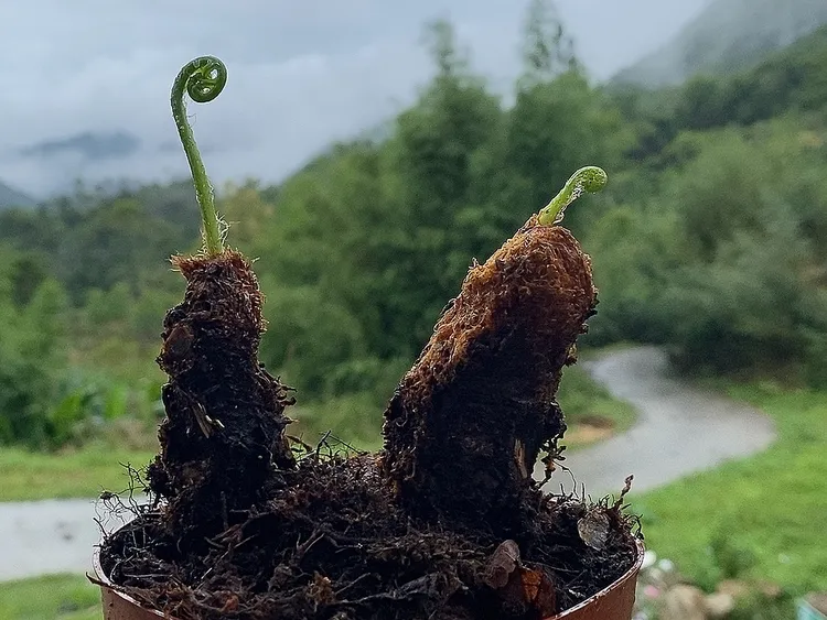 王冠蕨室内蕨类植物