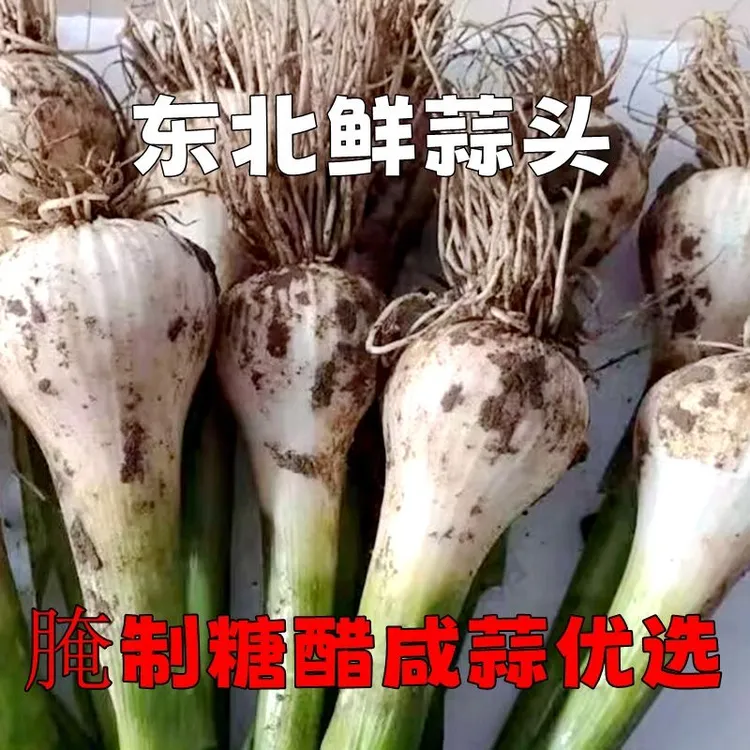 东北农家新拔新鲜大蒜白皮蒜糖醋蒜湿蒜嫩蒜头马牙子蒜积蒜腌咸菜