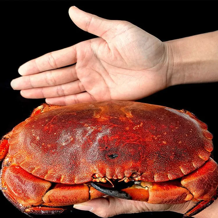 超大面包蟹鲜活熟冻新鲜海鲜水产大螃蟹特大黄金蟹珍宝蟹加热即食