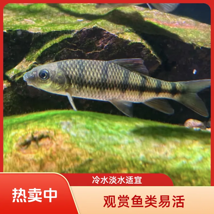 原生鱼光唇鱼溪石斑红腹群游淡水小大型观赏活体冷水好养易活招财