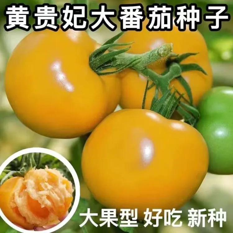 黄色大西红柿种子老品种番茄种阳台盆栽蔬菜种子沙瓤大黄柿子种子
