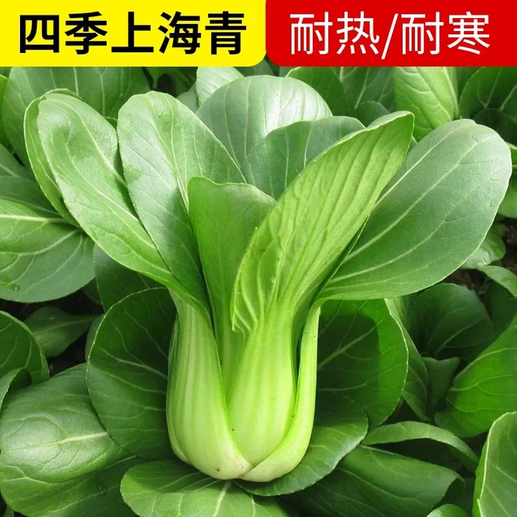 原装上海青种子盆栽阳台易种小青菜油菜快菜种子四季播种蔬菜种籽