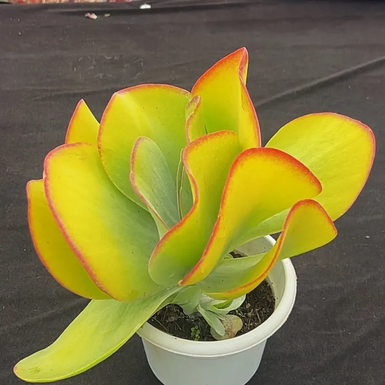 金黄色唐印老桩多肉植物带盆土发货易度夏