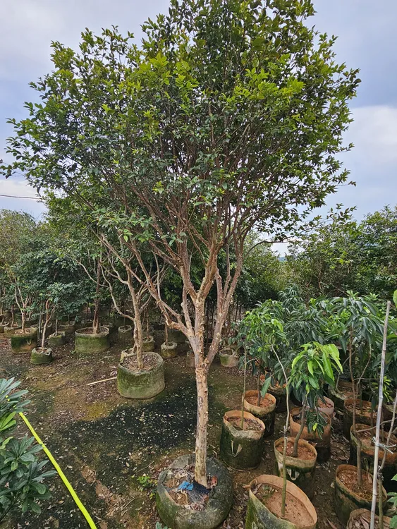 盆栽观赏高端耐寒耐热小叶黄杨室内四季常青盆景