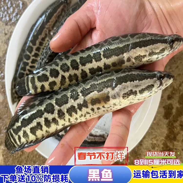 顺丰包邮黑鱼生鱼乌鳢淡水鱼宠物鱼冷水族活体鱼蟒纹雷鱼观赏鱼缸