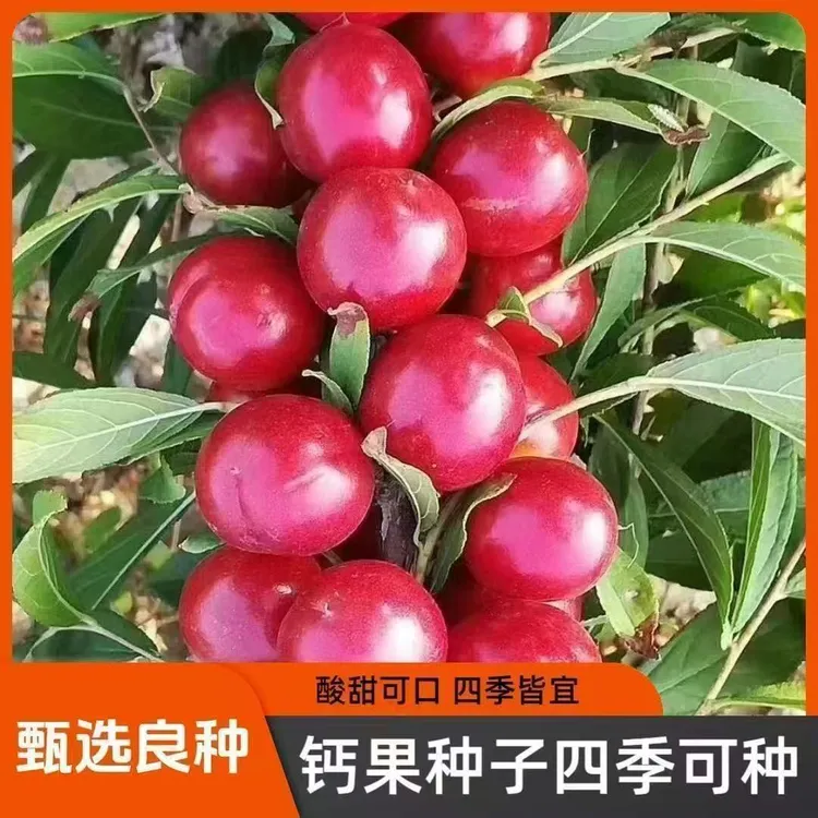 【欧李钙果种子】高钙果种籽阳台小院南北方四季种植水果种子商品图