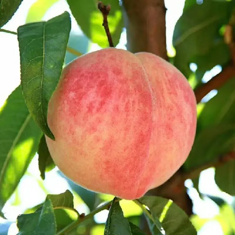 新品种特早熟三月桃树苗嫁接桃树苗南北种植盆栽地栽三月下旬成熟