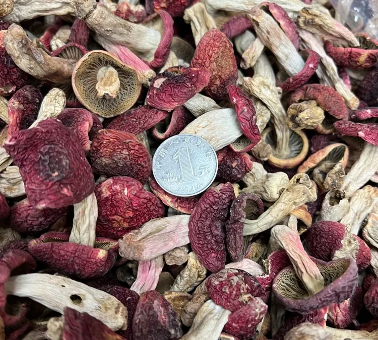 云南正宗野生一元红菇干货月子菇一元硬币菇煲汤滋补佳品250g