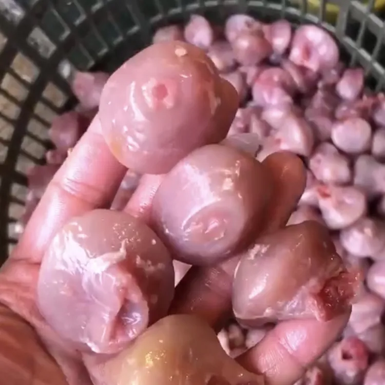 福州发货乌鱼鱼胗肉质鲜嫩脆口