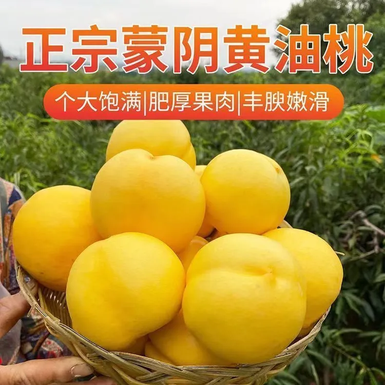 蒙阴黄金油桃现摘当季新鲜黄桃脆甜多汁应季水果