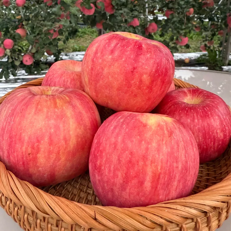 【翼脆苹果】果园直发 脆甜爽口 化口无渣