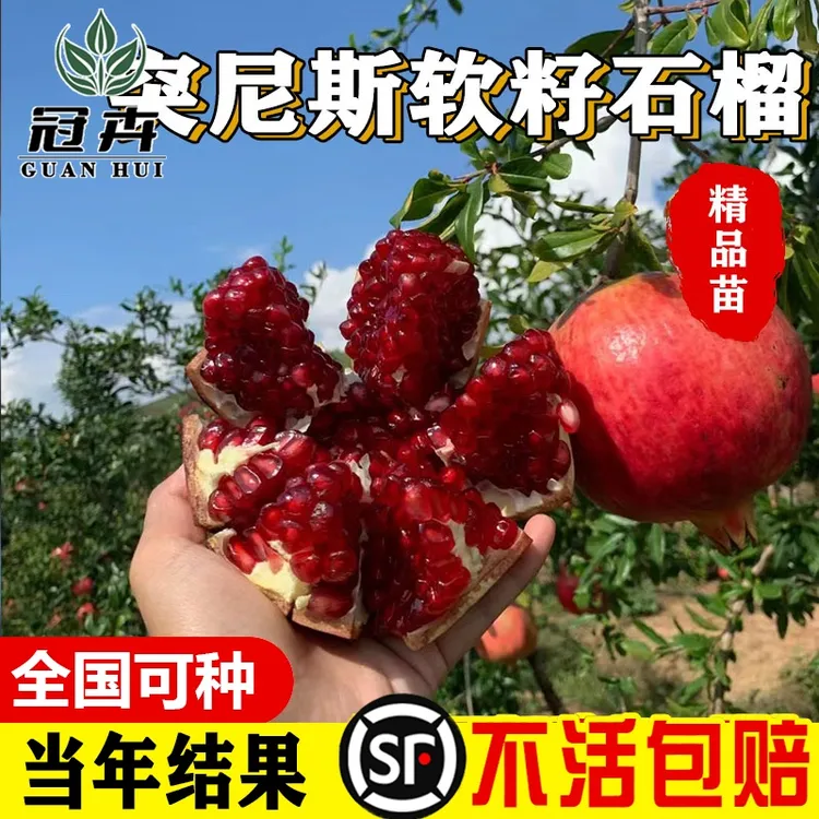 突尼斯软籽蒙阳红石榴树树苗带土特大无籽石榴老桩庭院盆栽果树苗