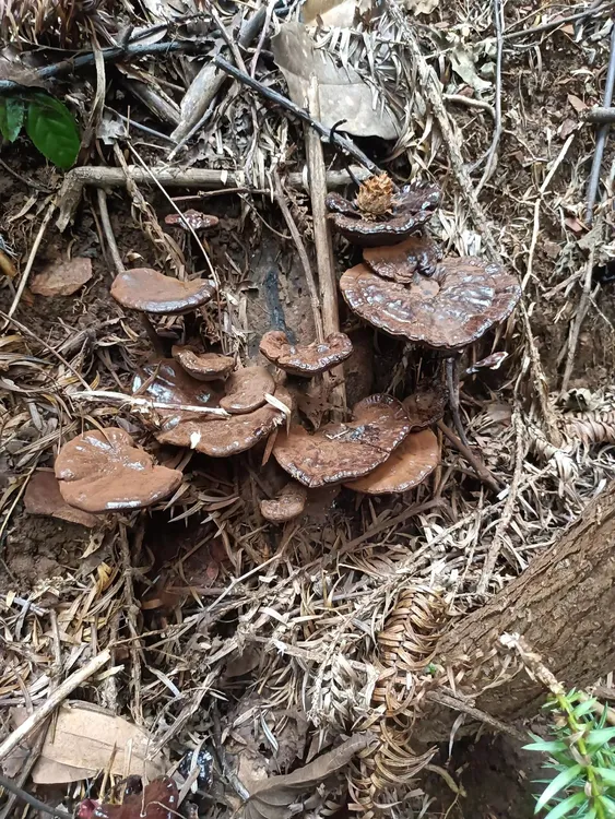 靖州大山纯野生紫灵芝，黑灵芝，清香，软绵，回甘口感