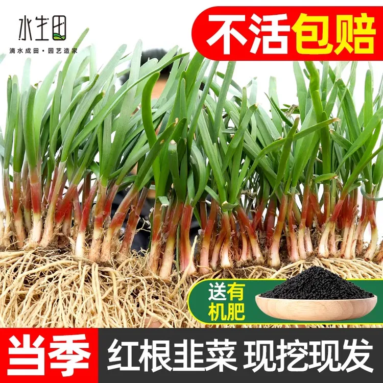 当年新根韭菜根苗现挖现发农家头茬家庭自种蔬菜红根绿植盆栽专用