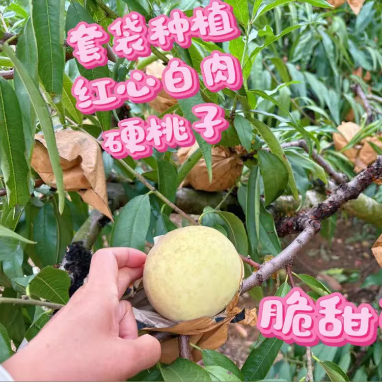 湖北冬桃脆蜜桃脆甜金秋红心硬桃当季新鲜水果脆甜毛桃现摘现发
