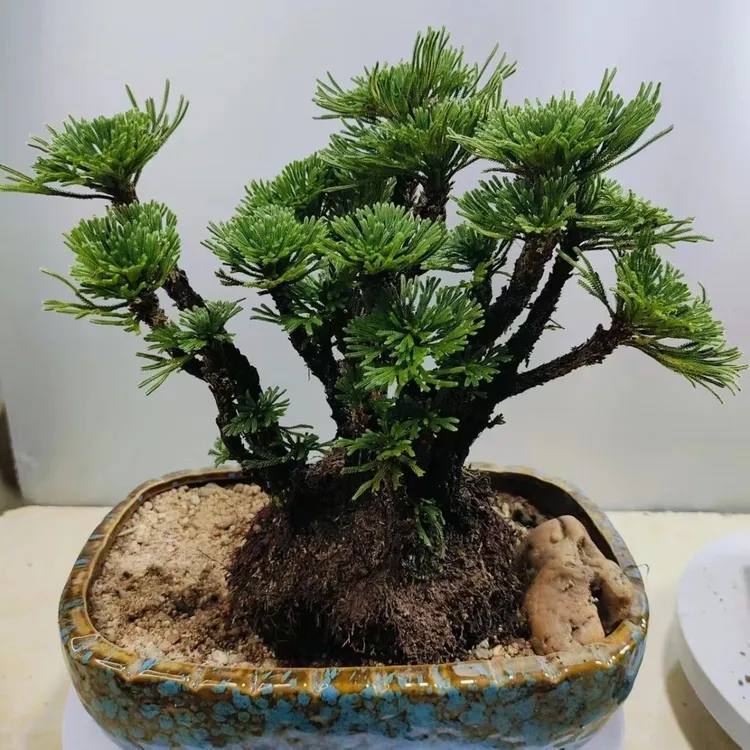 观赏卷柏九死还魂草见水还阳复活草阳台庭院盆景盆栽植物
