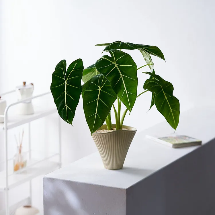 海芋仙女水培天鹅绒绿植北欧进口室内观叶净化植物空气防辐射盆栽