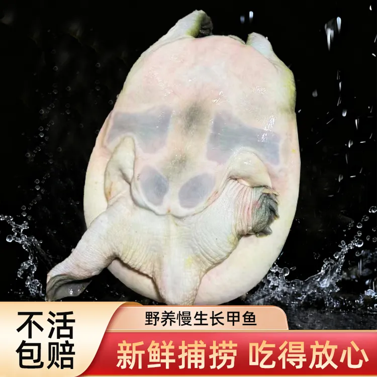精品鲜美防野养生态老甲鱼【公鱼】顺丰包邮送货到家
