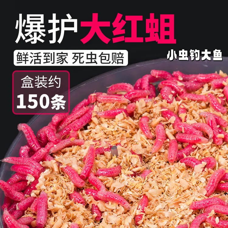 鲜活包邮蛆虫活饵石斑鱼溪流野钓公马口白条红虫鲫鱼鲤鱼饵料钓鱼
