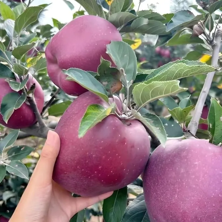 【超级福利】正宗甘肃秦安花牛2025年新鲜苹果中果中秋节福利款包邮