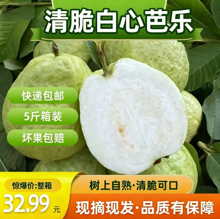 广西产地新鲜现摘白心番石榴芭乐当季水果脆甜多汁口感浓郁