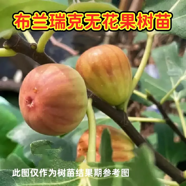 布兰瑞克无花果树苗9-10月份成熟大果丰产南北方种植盆地栽脱毒苗