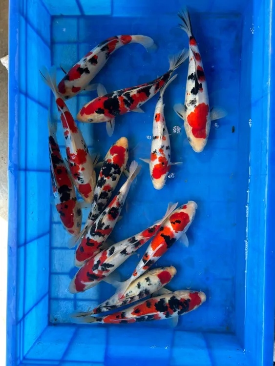 锦鲤观赏鱼红白大正昭和三色7条淡水冷水鱼活体