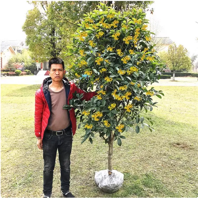 桂花树苗盆栽可食用金桂四季桂开花大树室内外阳台庭院浓香型花卉