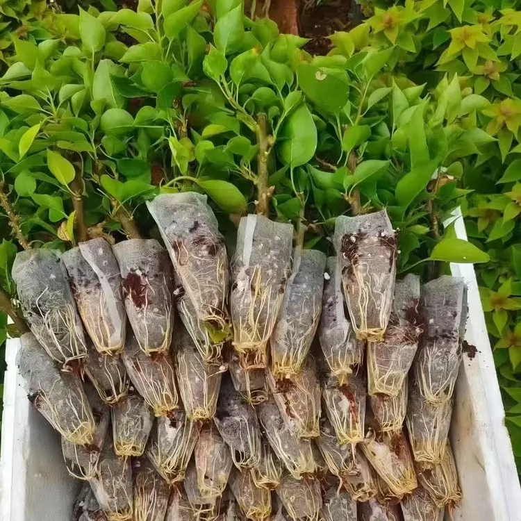 [爆款] 勤花原生三角梅小苗盆栽四季开花爆花耐热庭院阳台