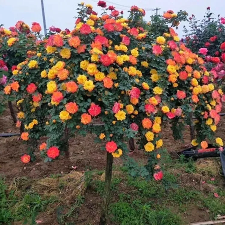 五色藤彩虹棒棒糖月月开花地栽盆栽好养花卉90左右高度带花苞发货